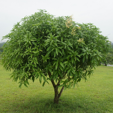 Mango Tree – Mangifera Indica – King of Fruits